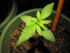 Weed Time 009.jpg