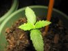 Weed Time 010.jpg