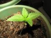 Weed Time 011.jpg