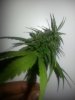 Bud.jpg