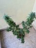 Plant.jpg