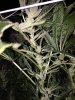 IMG_4797.jpeg