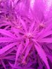 D12 Flower LEDs ON(2).jpg