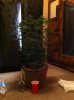 IMG_0560.JPG