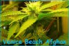 venice beach 16-04 2.jpg