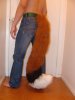 foxtail.jpg