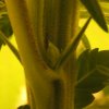 plant1_3.jpeg
