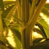 plant3_1.jpeg