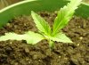 sadplant (1).jpg