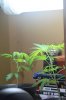 IMG_0863.JPG IMG_0863.JPG