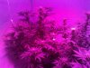 Train Wreck X Uk Cheese (4).jpg