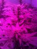 Train Wreck X Uk Cheese (6).jpg