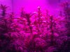 Train Wreck X Uk Cheese (30).jpg