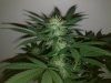Train Wreck X Uk Cheese (3).jpg