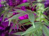 Train Wreck X Uk Cheese (20).jpg