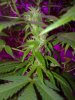 Train Wreck X Uk Cheese (22).jpg