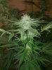 Milk x Cheese (3).jpg