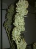 Cheese Pro Harvest (2).jpg