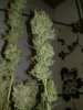 Cheese Pro Harvest (3).jpg
