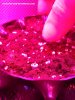 Germination In Two days! (1).jpg