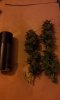 Day 76 Harvest (9).jpg