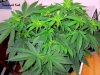 flowerbombkush.jpg