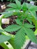 Green Crack.jpg
