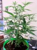 SuperLemonHaze.jpg