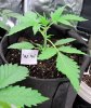 White Widow.jpg