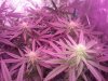 D21 Flower LEDs ON(4).jpg