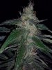 Purple Dream3.jpg