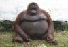 orang.jpg