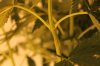 Plant 4a.JPG
