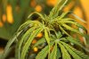 Plant 4b.JPG