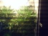 grow journal 050.jpg