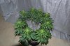 DSC_0091_zps94c13fe0.jpg