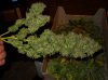 Blackberry (harvest) 2.JPG