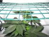 Close to scrog.JPG