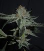 DSCN6302.JPG