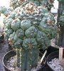 peyote graft.jpg