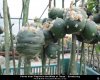 peyote_article4_003.jpg