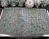 peyote_article4_005.jpg