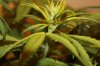 Plant 4b.JPG