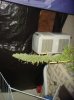 DSC01888.JPG