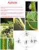 aphids.jpg