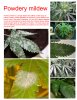 powderymildew.jpg