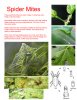 spidermites.jpg
