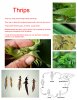 thrips.jpg