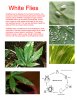 whiteflies.jpg