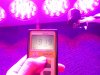 Evergrow 8 spots LED grow light PAR 1919 at 10cm.JPG